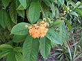 7-Victoria JCL_0308